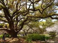 出水のしだれ桜の写真・動画_image_71482
