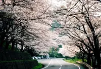 海津大崎の写真・動画_image_74495
