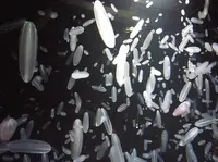 鶴岡市立加茂水族館（クラゲドリーム館）の写真・動画_image_151877