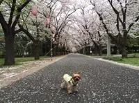 辰巳の森海浜公園 の写真・動画_image_171302