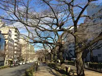 播磨坂の写真・動画_image_213398