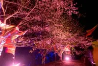 ニジゲンノモリの写真・動画_image_520152