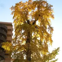 遍照寺多宝塔の写真・動画_image_24117