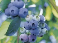 よこはまあさひブルーベリーの森の写真・動画_image_73666