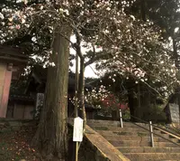 寿旅館の写真・動画_image_52817