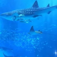 沖縄美ら海水族館の写真・動画_image_29289