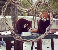 秋田市大森山動物園の写真・動画_image_131667