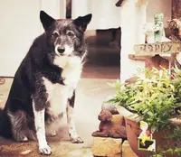 のほほんカフェ ボワ・ジョリの写真・動画_image_207441