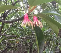 マングローブカヌーツーリングの写真・動画_image_61407