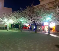 染井吉野桜記念公園の写真・動画_image_132282