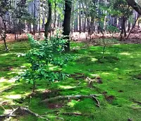 地蔵院（竹の寺）の写真・動画_image_77681
