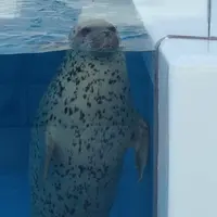 鶴岡市立加茂水族館（クラゲドリーム館）の写真・動画_image_40967