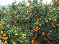 いのくち30番地の写真・動画_image_58057