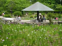 花菖蒲の名所の写真・動画_image_136766