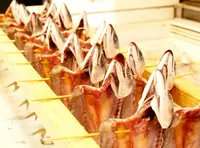 道の駅 氷見漁港場外市場 ひみ番屋街の写真・動画_image_160493