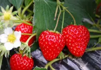 イチゴランド カプリの写真・動画_image_170597