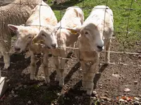 伊香保グリーン牧場の写真・動画_image_192494