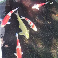 護国寺の写真・動画_image_69957