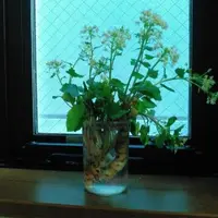 雫石あねっこの写真・動画_image_73435