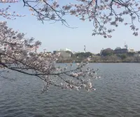 千波湖の写真・動画_image_75489