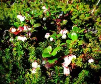 旭岳の写真・動画_image_17376