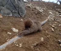 地獄谷野猿公苑の写真・動画_image_19430