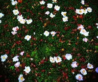 霊鑑寺の写真・動画_image_54241