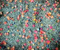 下鴨神社（賀茂御祖神社）の写真・動画_image_56645