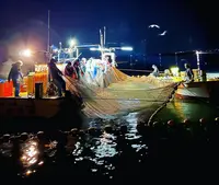 ほたるいか海上観光の写真・動画_image_1186153
