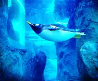 旭川市 旭山動物園の写真・動画_image_124525