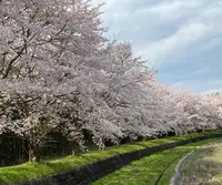 渡瀬橋の写真・動画_image_1267166