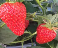 山元いちご農園の写真・動画_image_215922