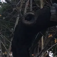 日枝神社の写真・動画_image_28173