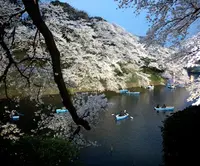 千鳥ヶ淵緑道の写真・動画_image_171263