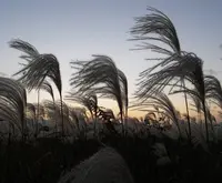 整備された河川敷の写真・動画_image_21861