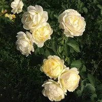 うらやの写真・動画_image_22158