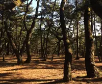 虹の松原の写真・動画_image_56401