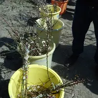 青谷梅林の写真・動画_image_121573