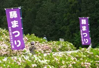 白井大町藤公園の写真・動画_image_30050