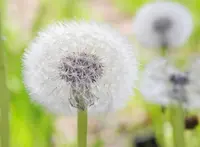 いつも花が咲いているの写真・動画_image_32665