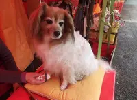 常磐神社の写真・動画_image_64370