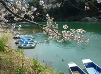 桜淵公園の写真・動画_image_68414