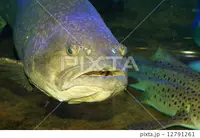 南紀白浜 活紀州本クエ料理 九絵亭の写真・動画_image_73045