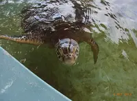 小笠原海洋センターの写真・動画_image_73074