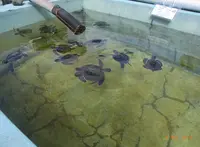 小笠原海洋センターの写真・動画_image_73741
