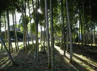 竹林があったりするの写真・動画_image_127970