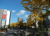 桜通は桜の名所の写真・動画_image_129633