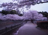 北部公園の写真・動画_image_172520