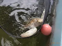 小笠原海洋センターの写真・動画_image_173381