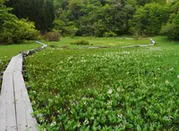 米地区湿原の写真・動画_image_181222